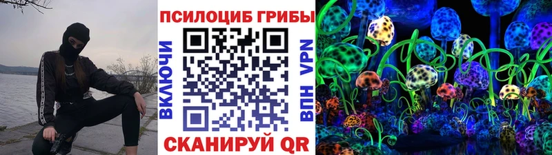 где найти   Рудня  Галлюциногенные грибы Psilocybe 